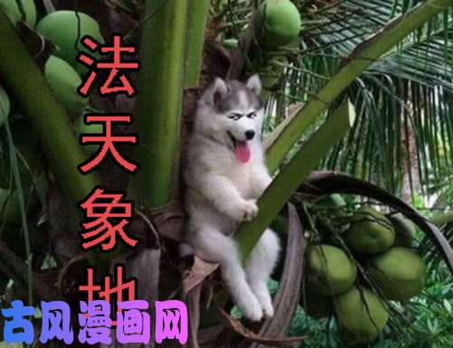 铁姬钢兵神尸战体