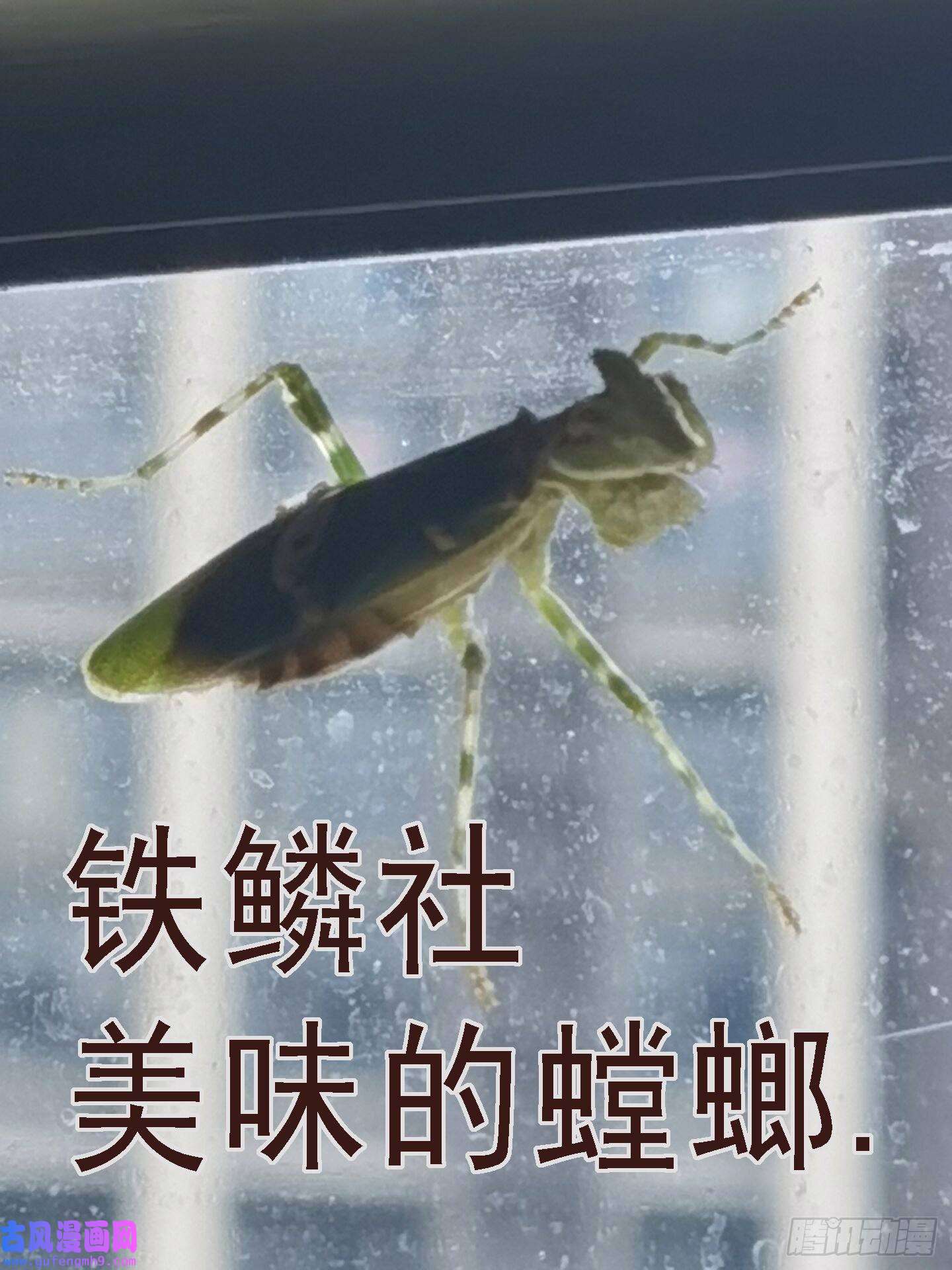 铁姬钢兵你的灵魂