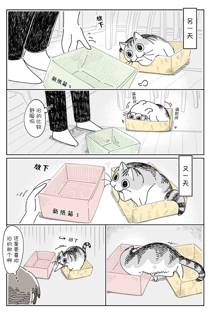 关于养猫我一直是新手第119话