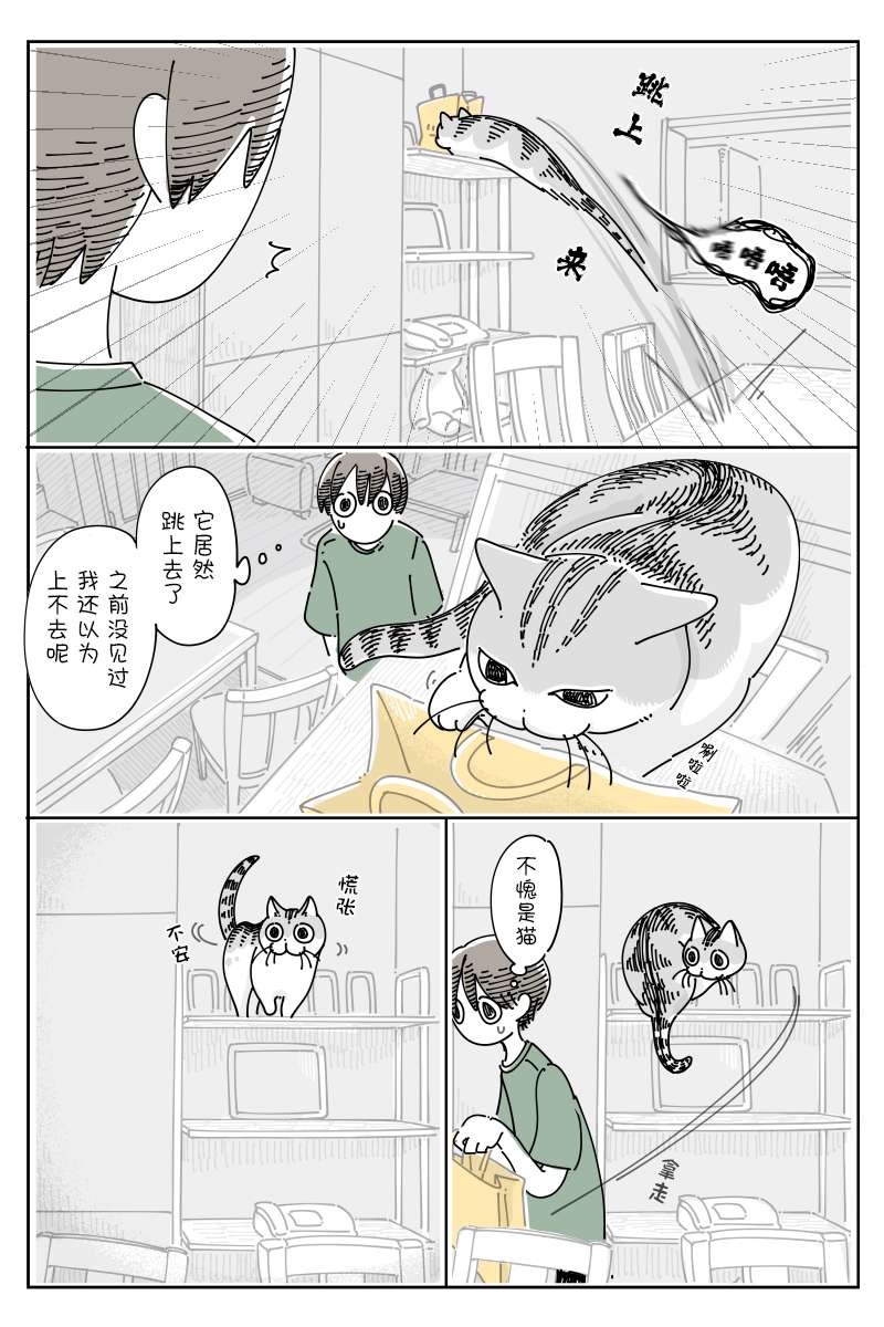 关于养猫我一直是新手第122话