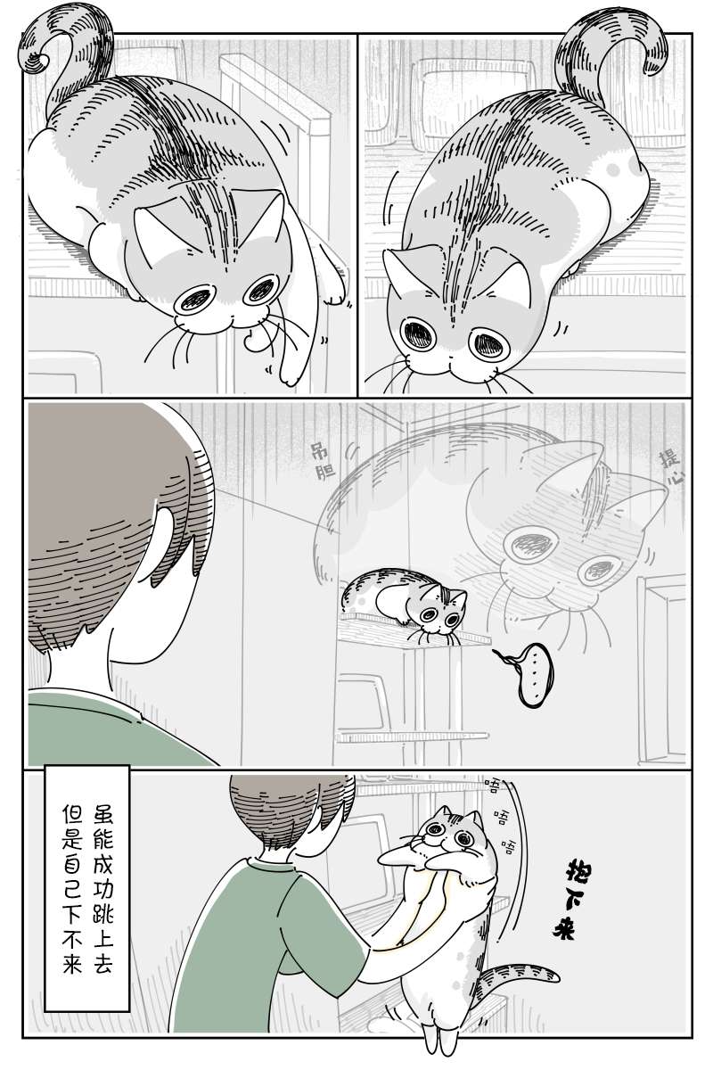 关于养猫我一直是新手第122话