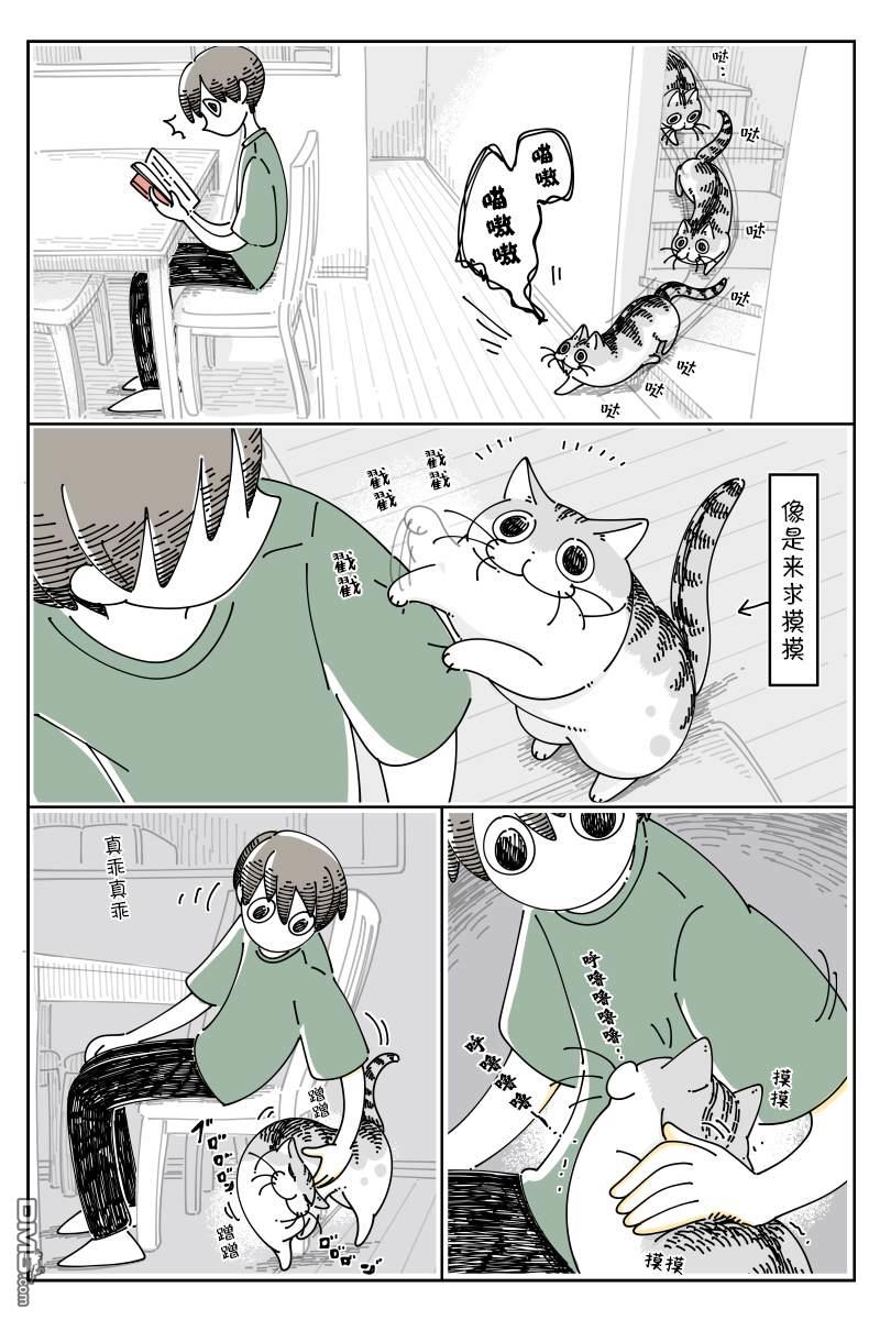 关于养猫我一直是新手第126话