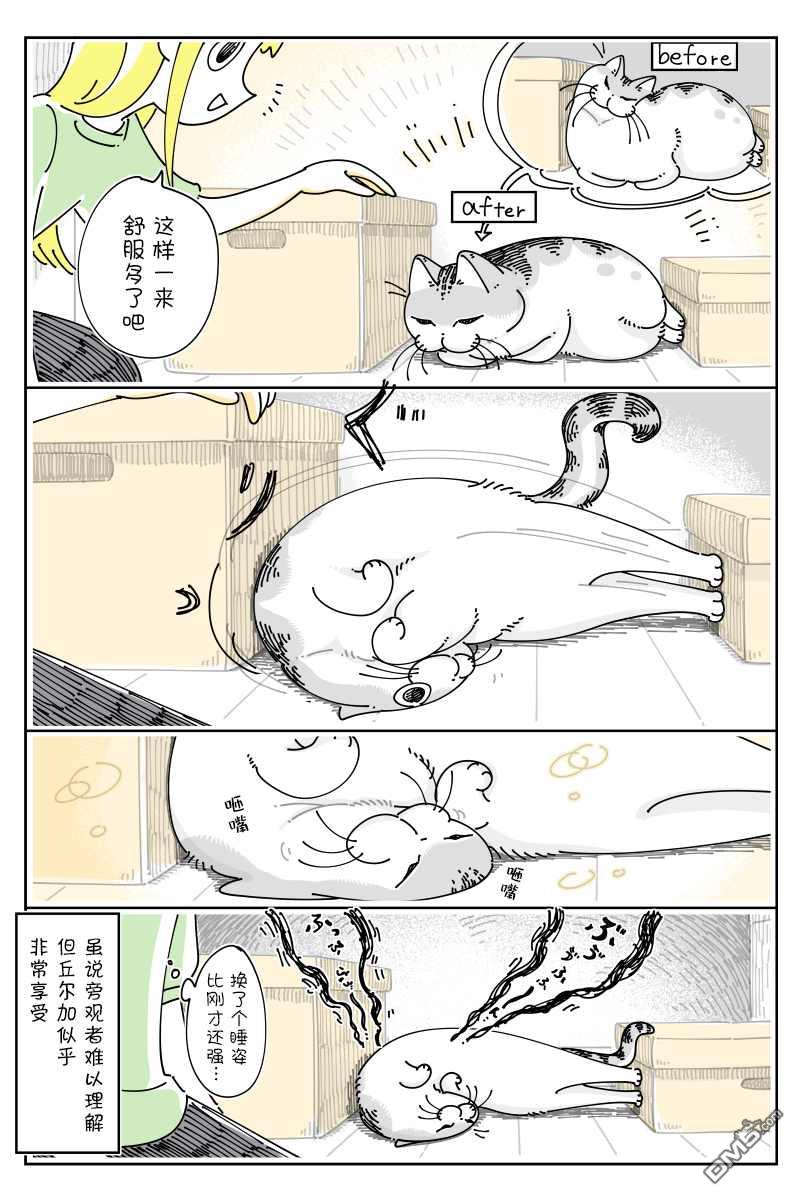 关于养猫我一直是新手第127话