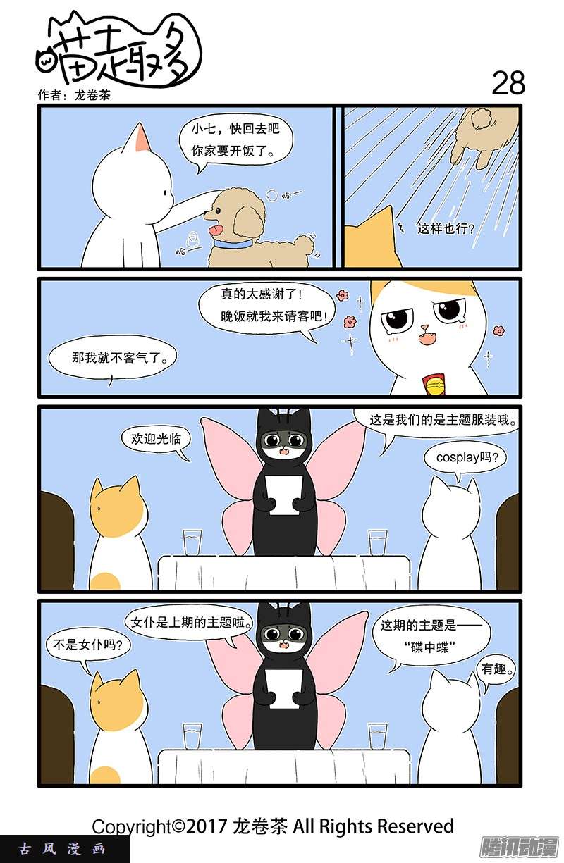 喵趣多08 豆豆眼是猫咪里的稀有品种