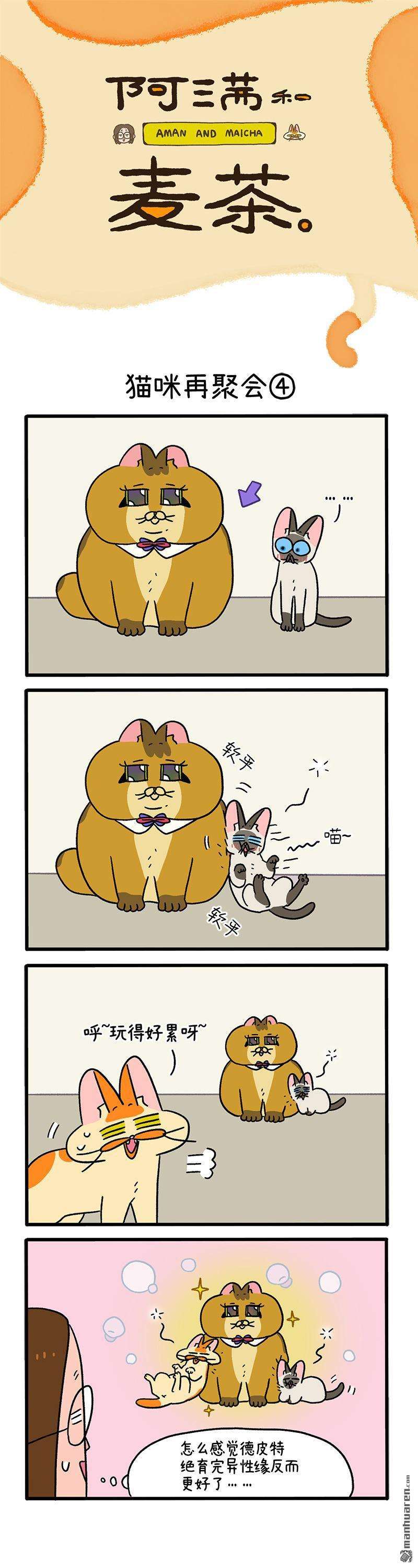阿满和麦茶第82话 猫咪再聚会（下）