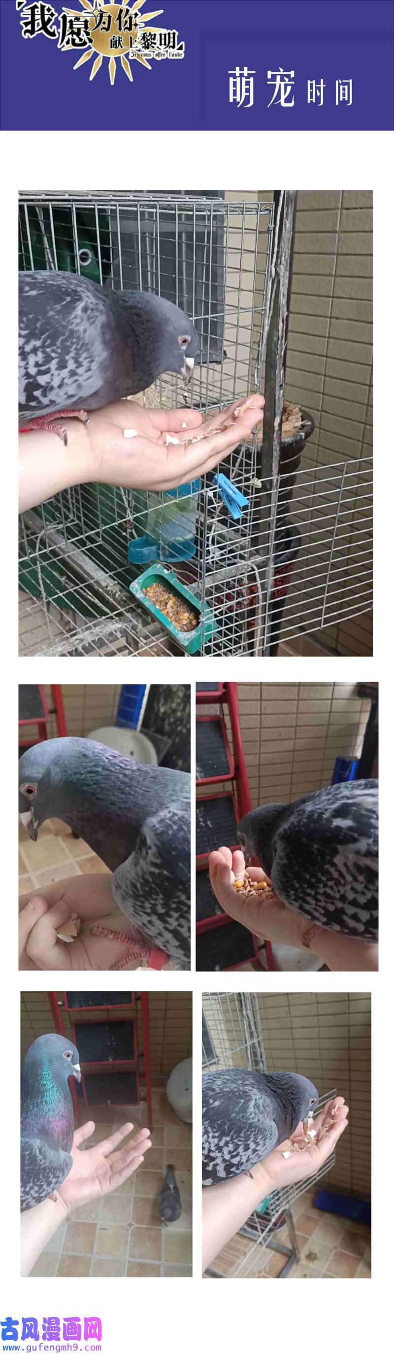 我愿为你献上黎明占卜师霎那（下）