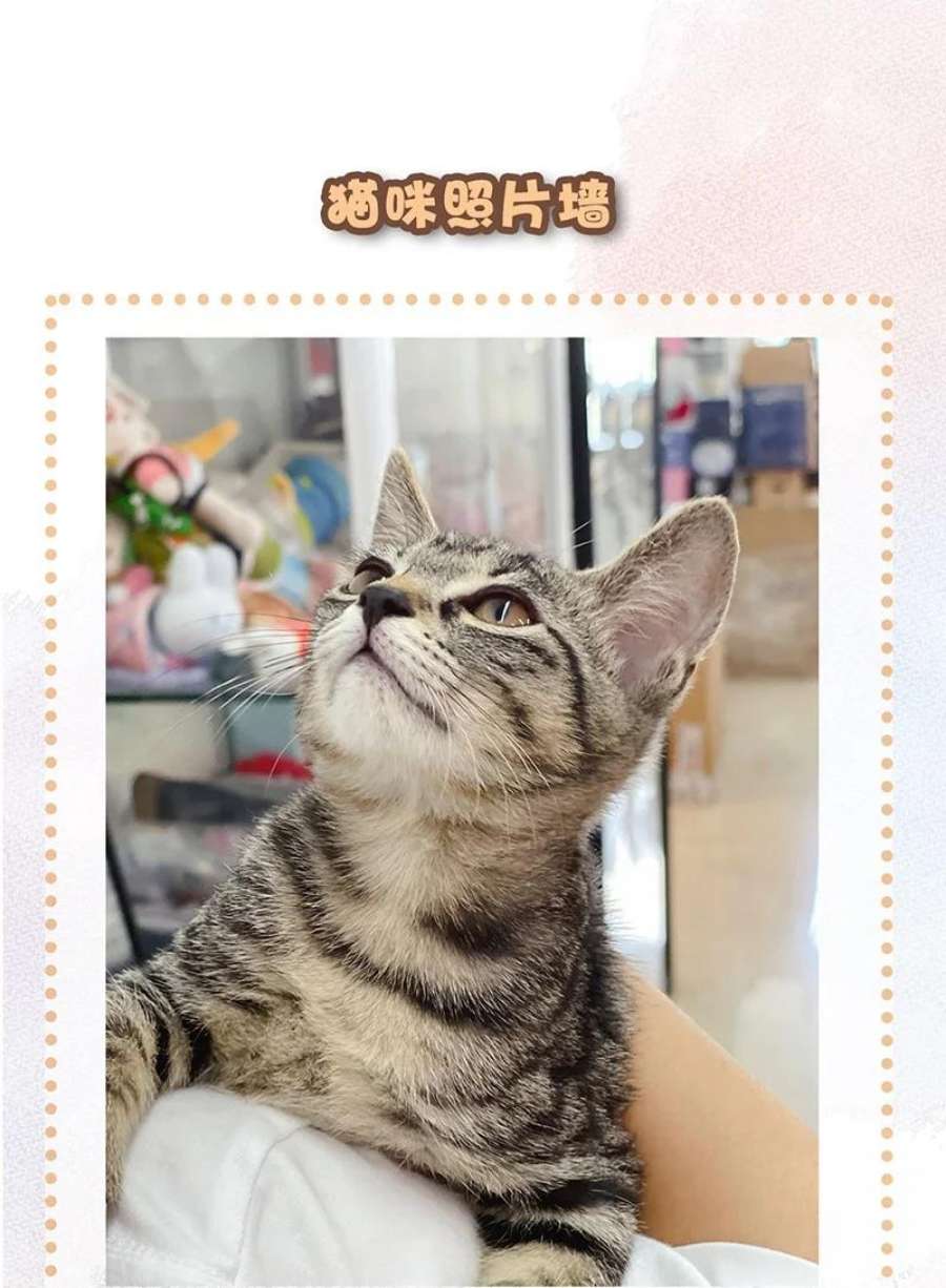 喵铃铛08 死宅的理由！