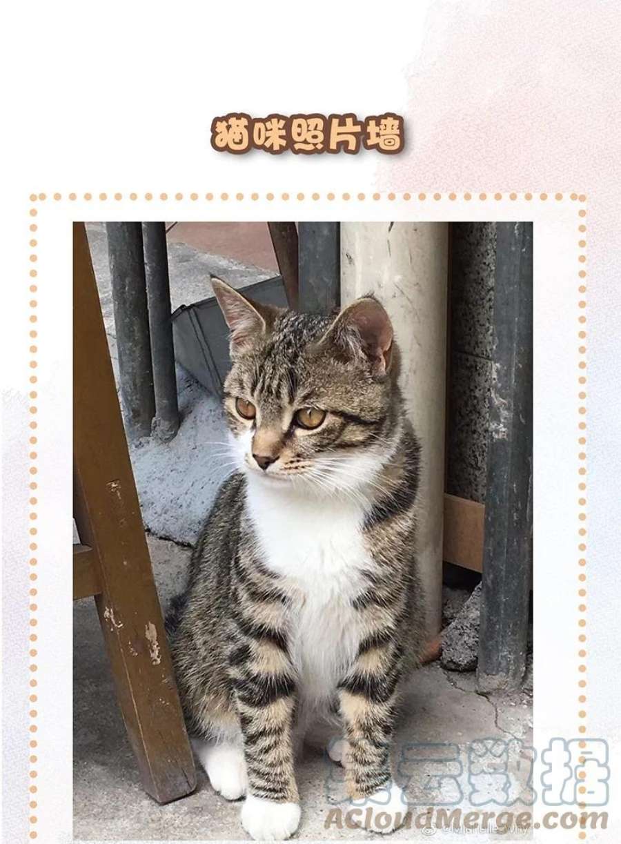 喵铃铛09 新“高管”入职……？