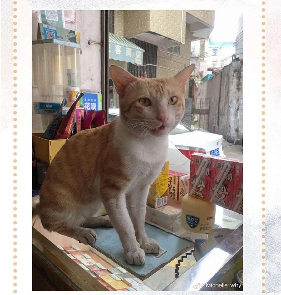 喵铃铛09 新“高管”入职……？