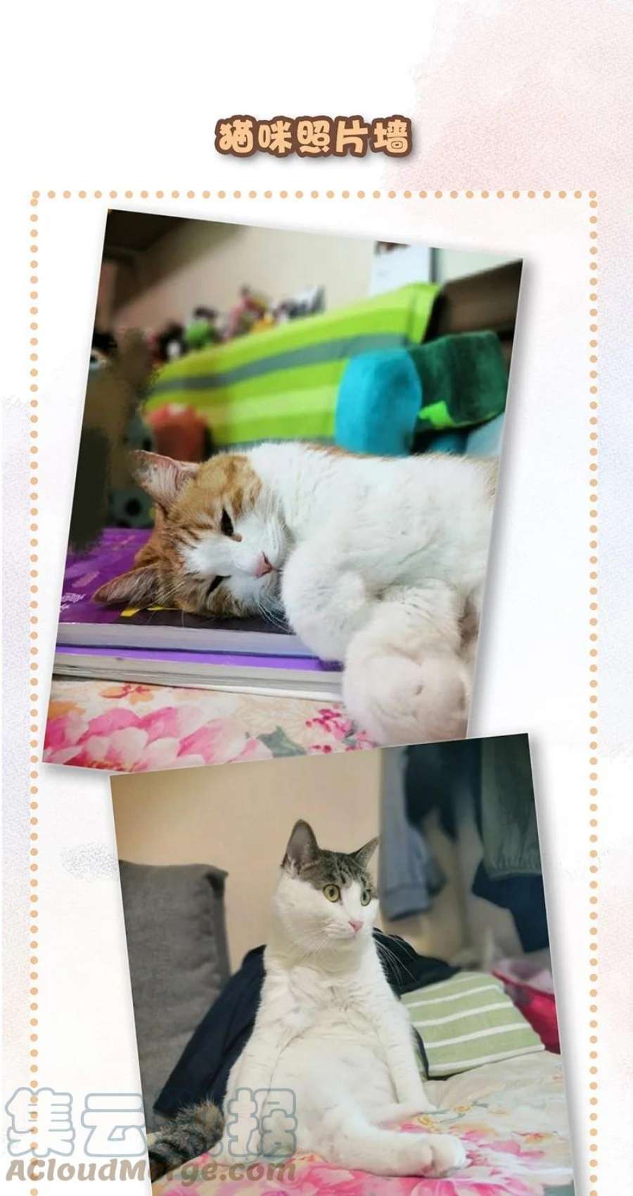 喵铃铛12 万能的？