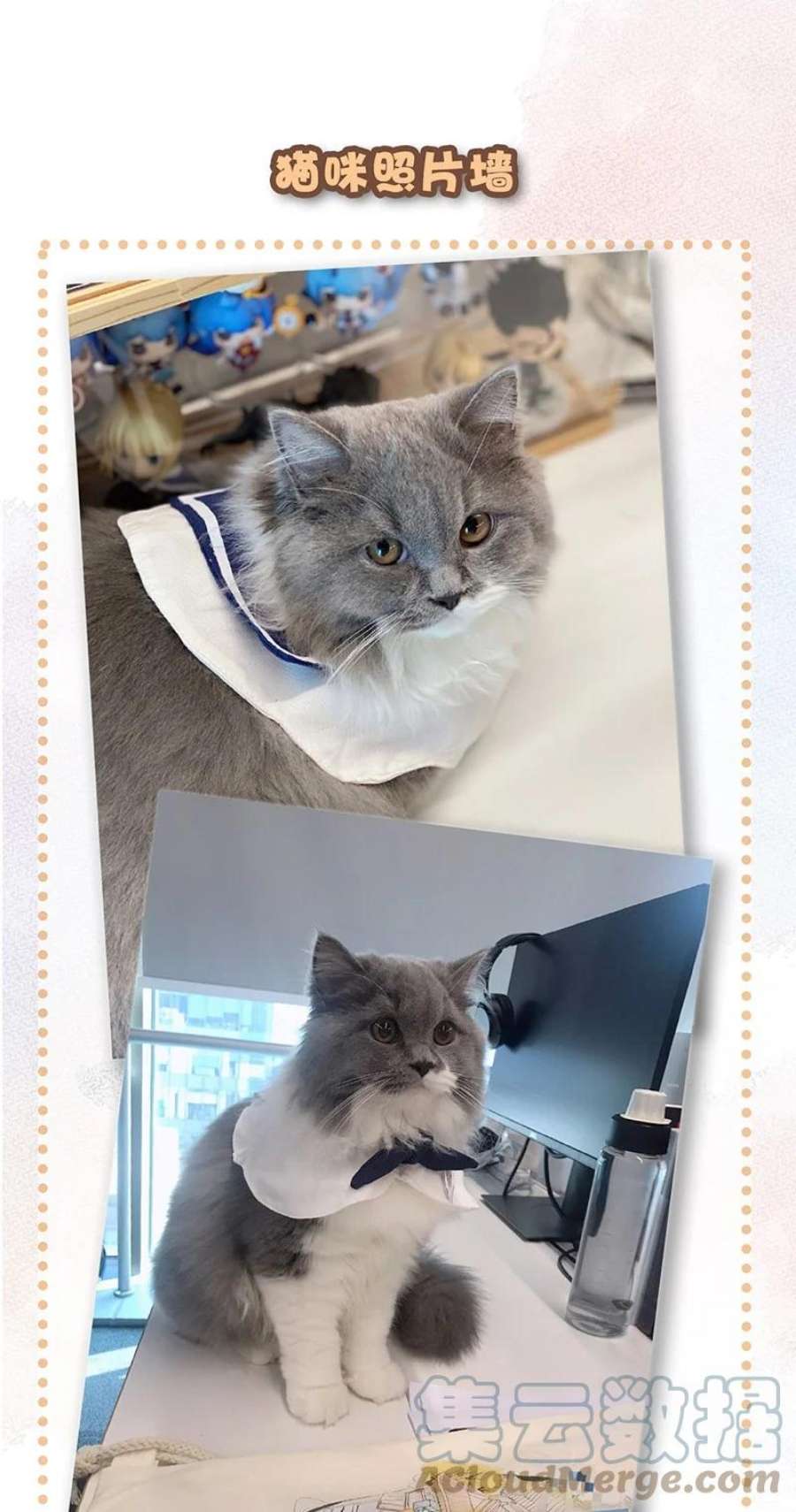 喵铃铛13 无处不在的“高管”