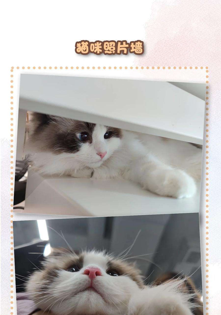 喵铃铛14 肖申克的救赎？