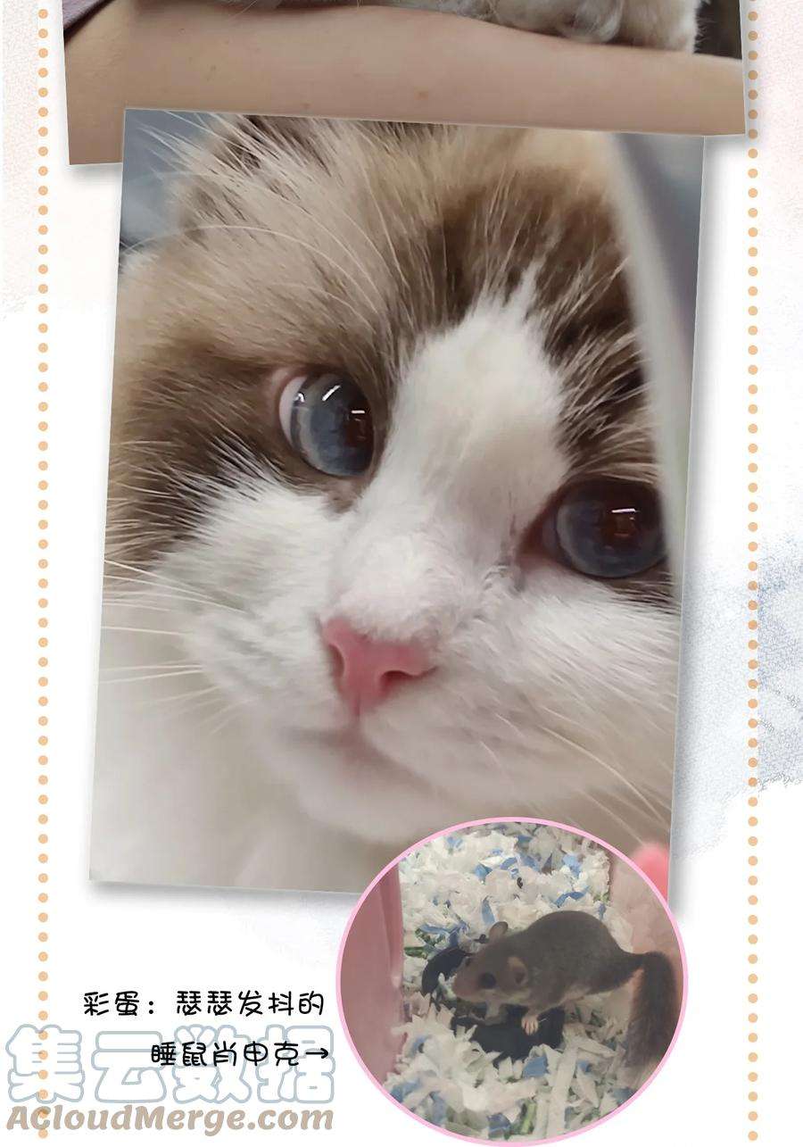 喵铃铛14 肖申克的救赎？