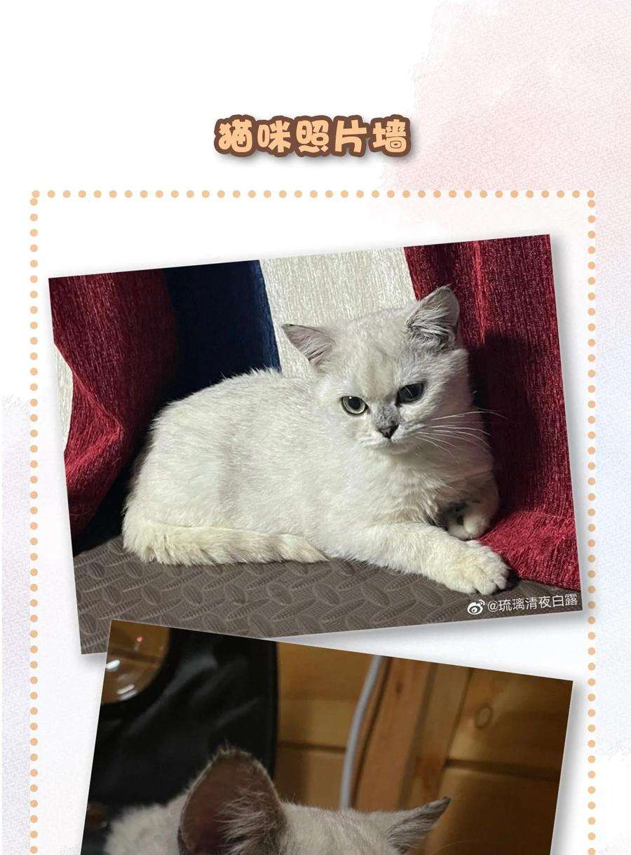 喵铃铛16 拯救员工的“高管”喵！