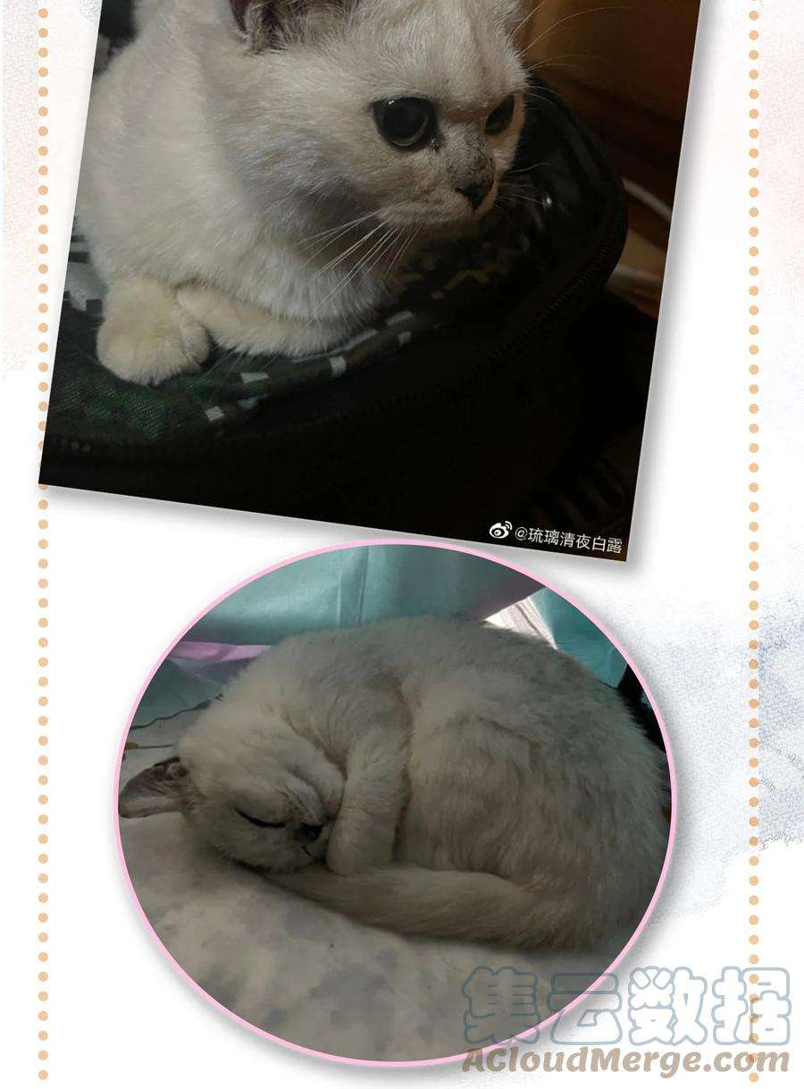 喵铃铛16 拯救员工的“高管”喵！