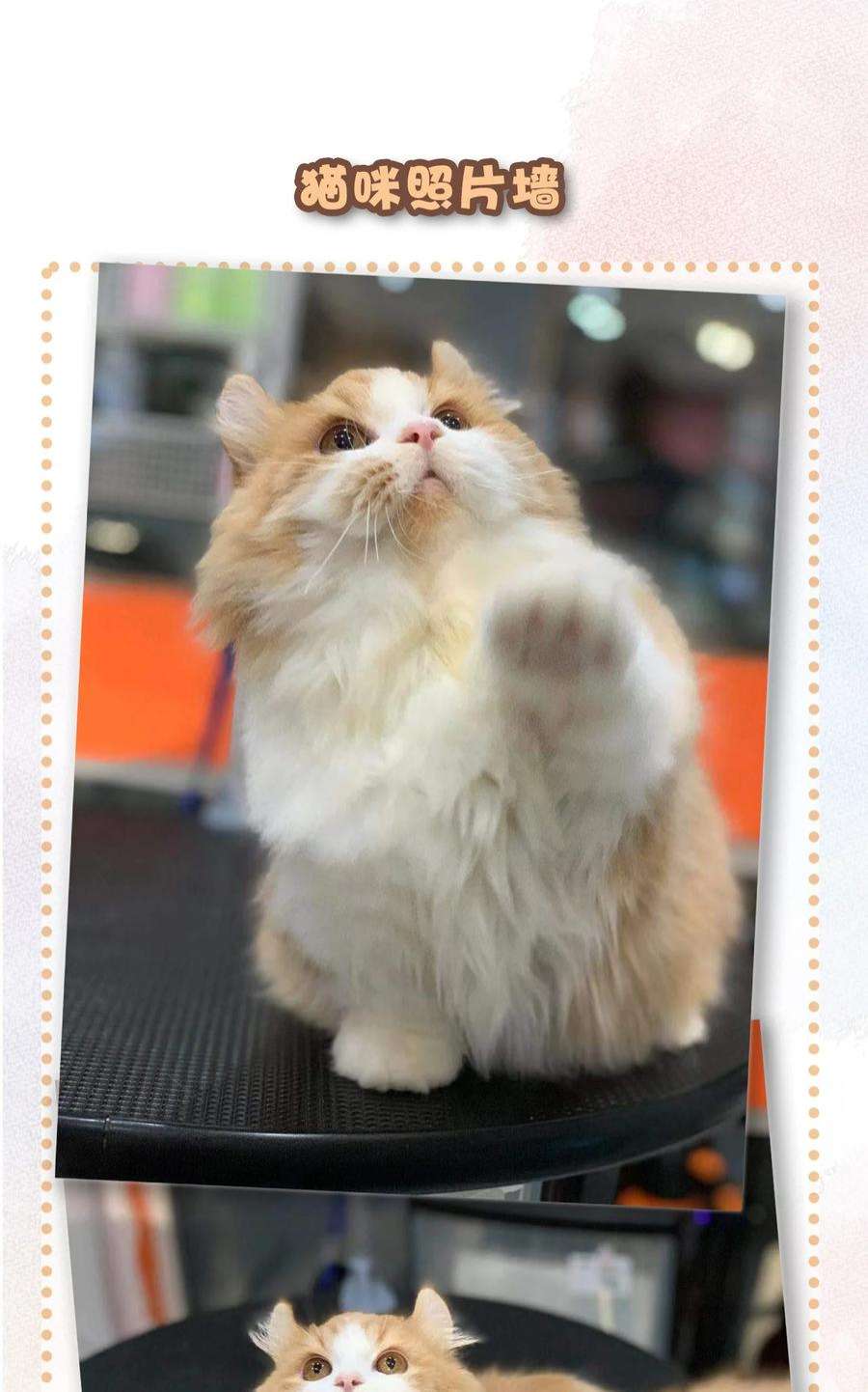 喵铃铛20 神秘的十一和十二月