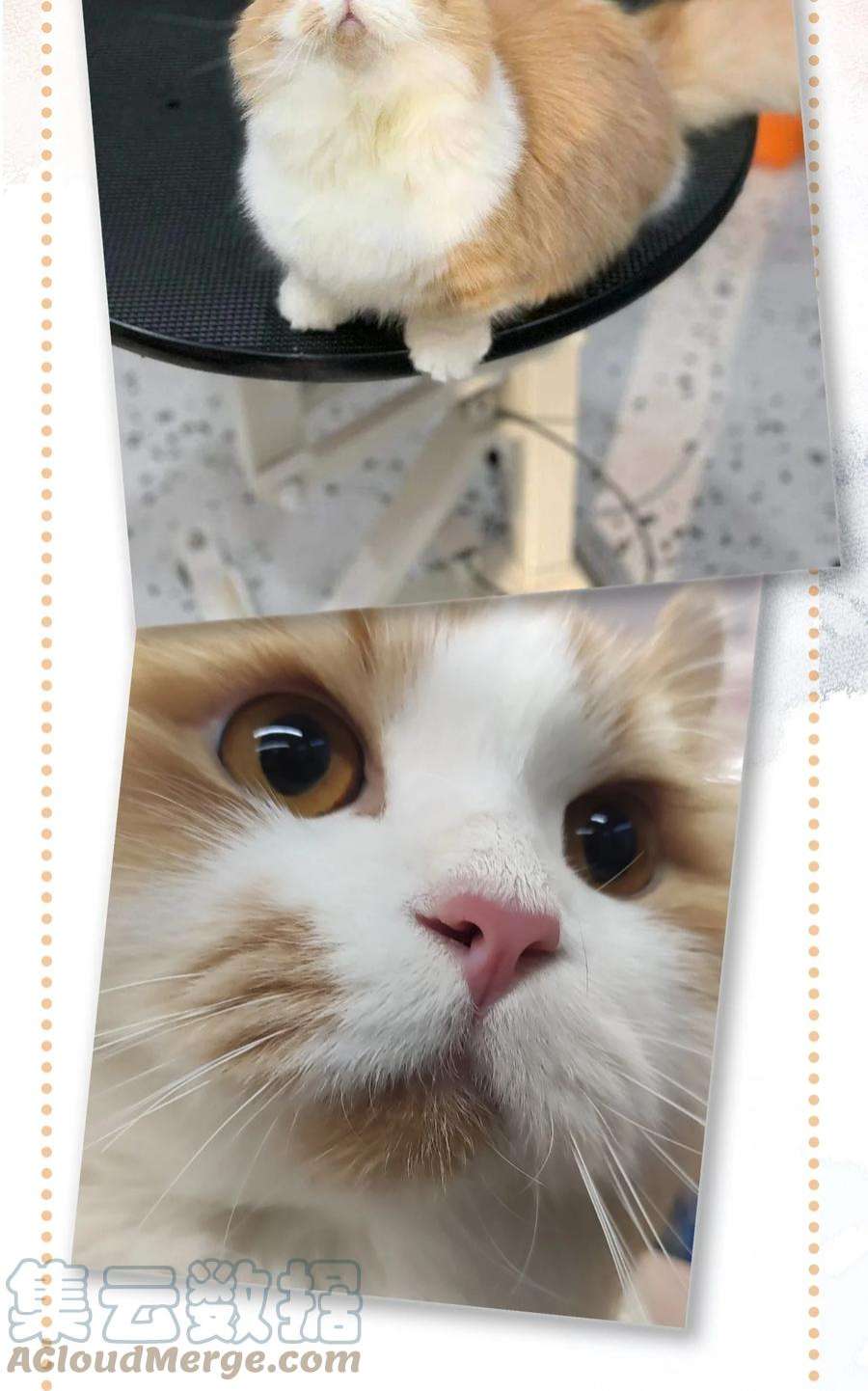 喵铃铛20 神秘的十一和十二月