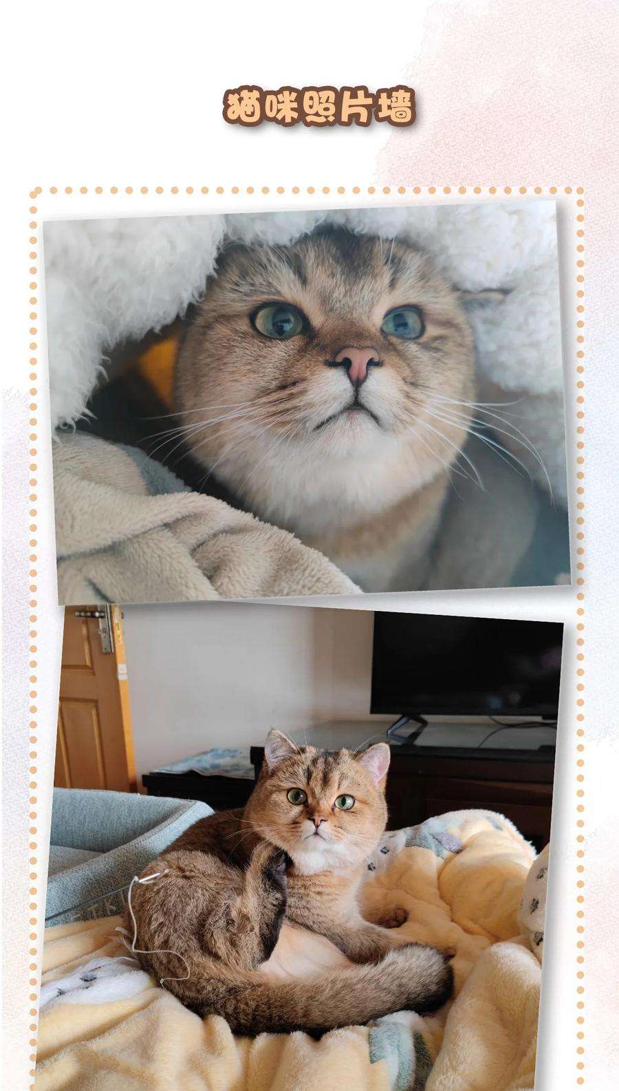 喵铃铛24 新员工在橘总头上拉屎？！