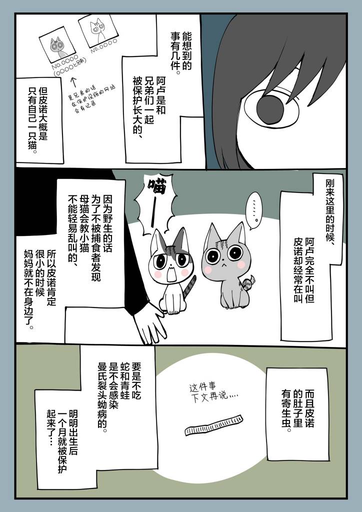 有猫的生活第07话