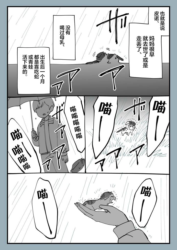 有猫的生活第07话