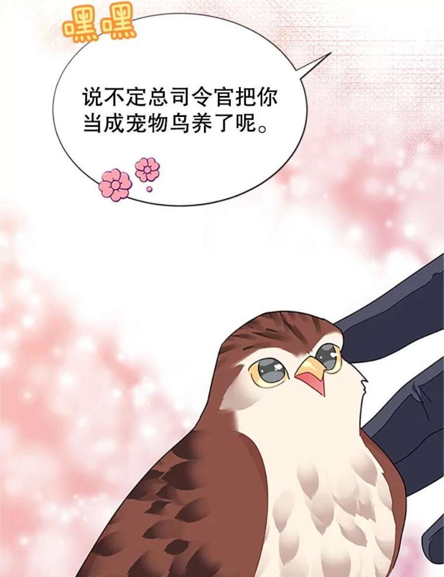 传令鸟公主殿下20.法拉尔的爱鸟？