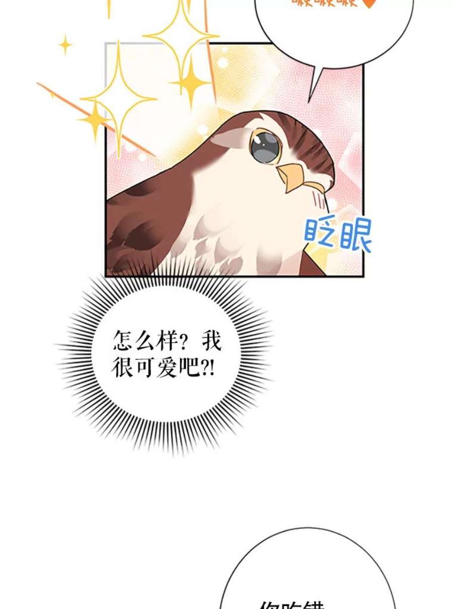 传令鸟公主殿下20.法拉尔的爱鸟？