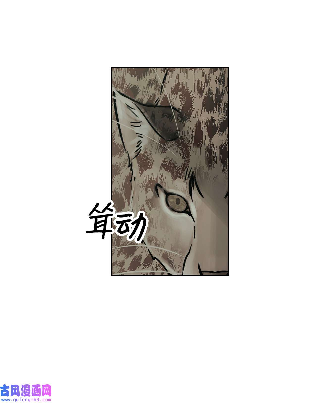 图腾领域35 猫咪