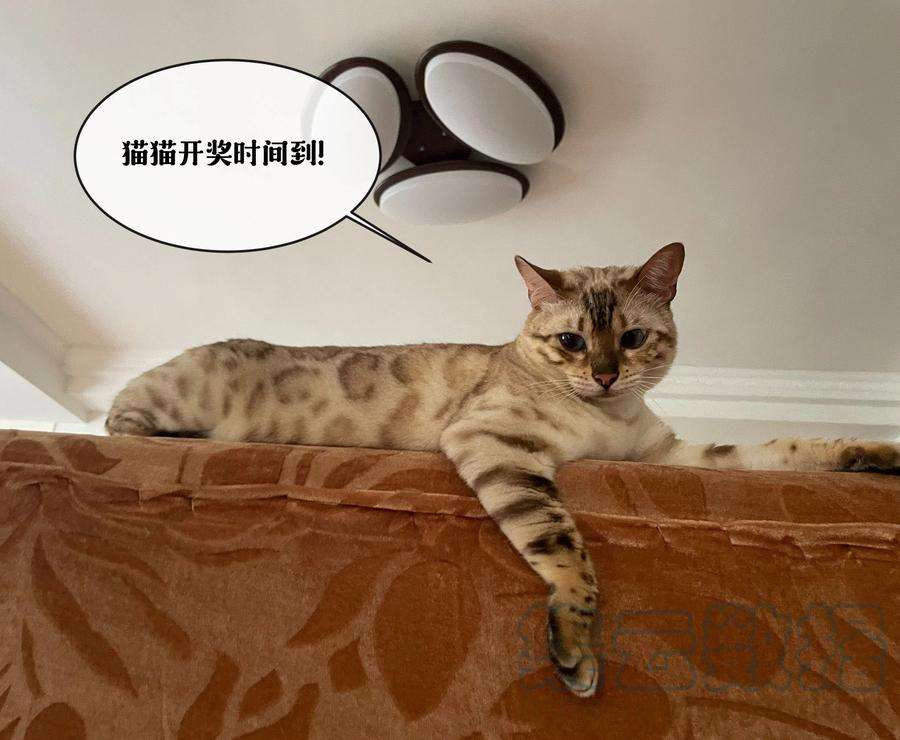 监守被盗004 他就像猫咪一样