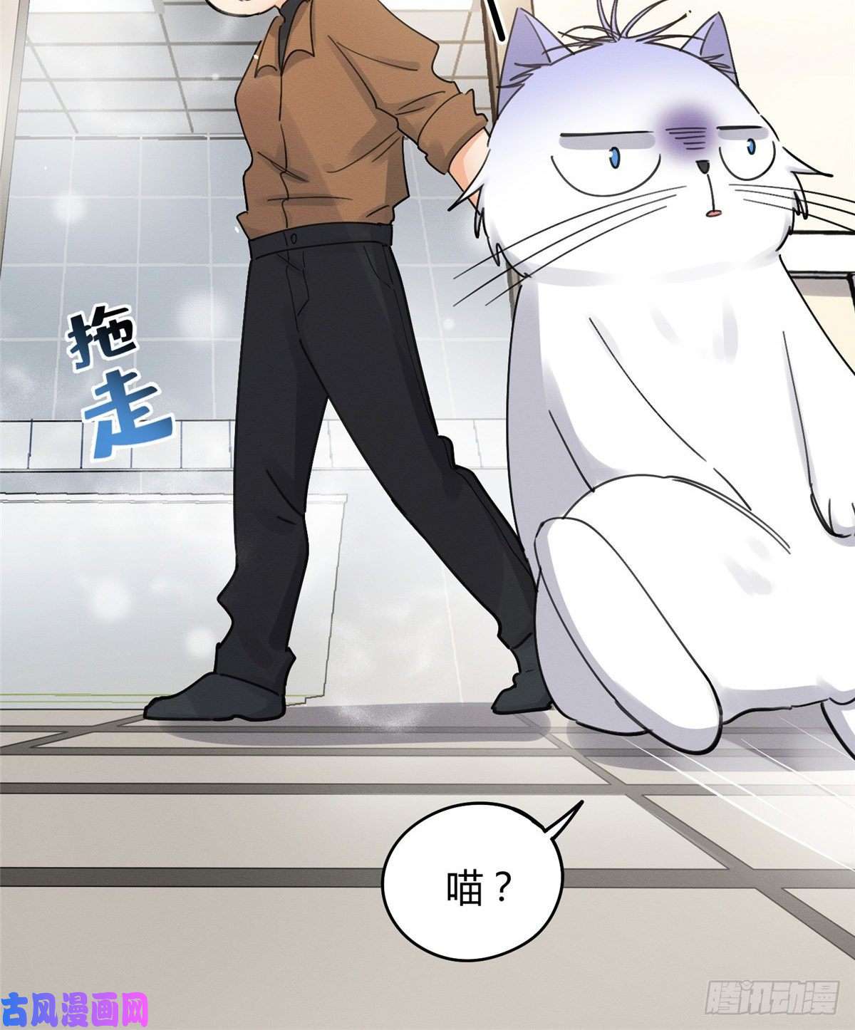 今天也要努力当只猫第12话 洗澡？！