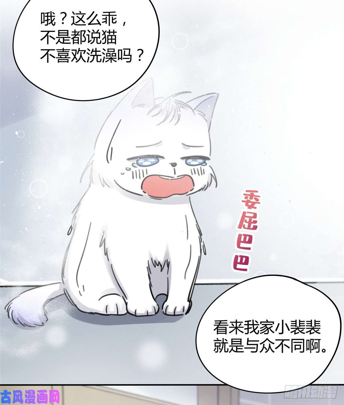 今天也要努力当只猫第12话 洗澡？！