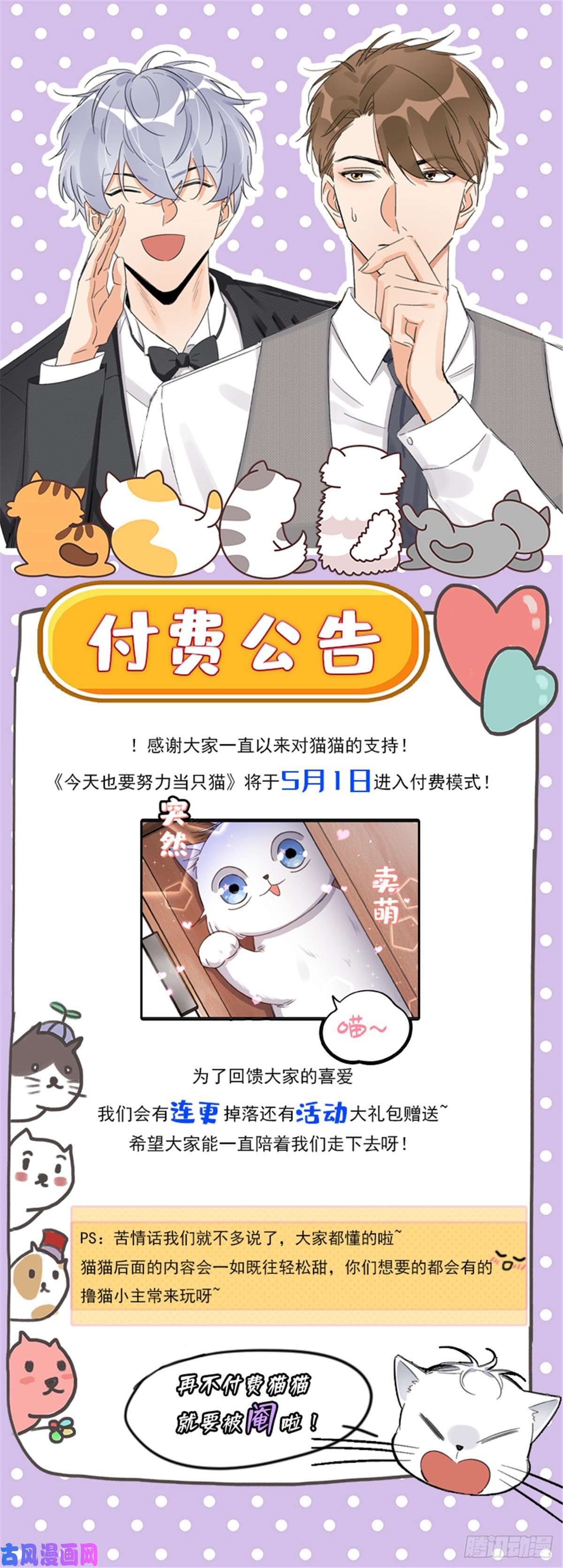 今天也要努力当只猫公告
