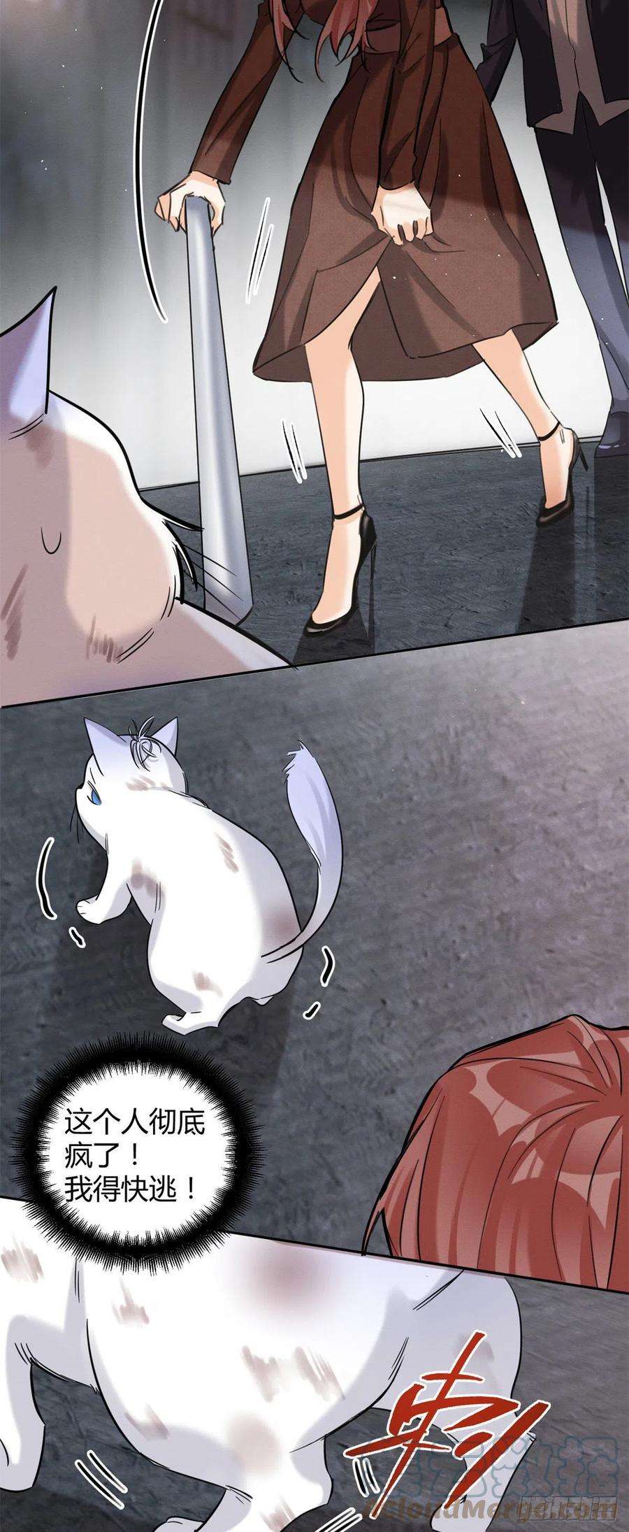 今天也要努力当只猫48英雄救猫狗