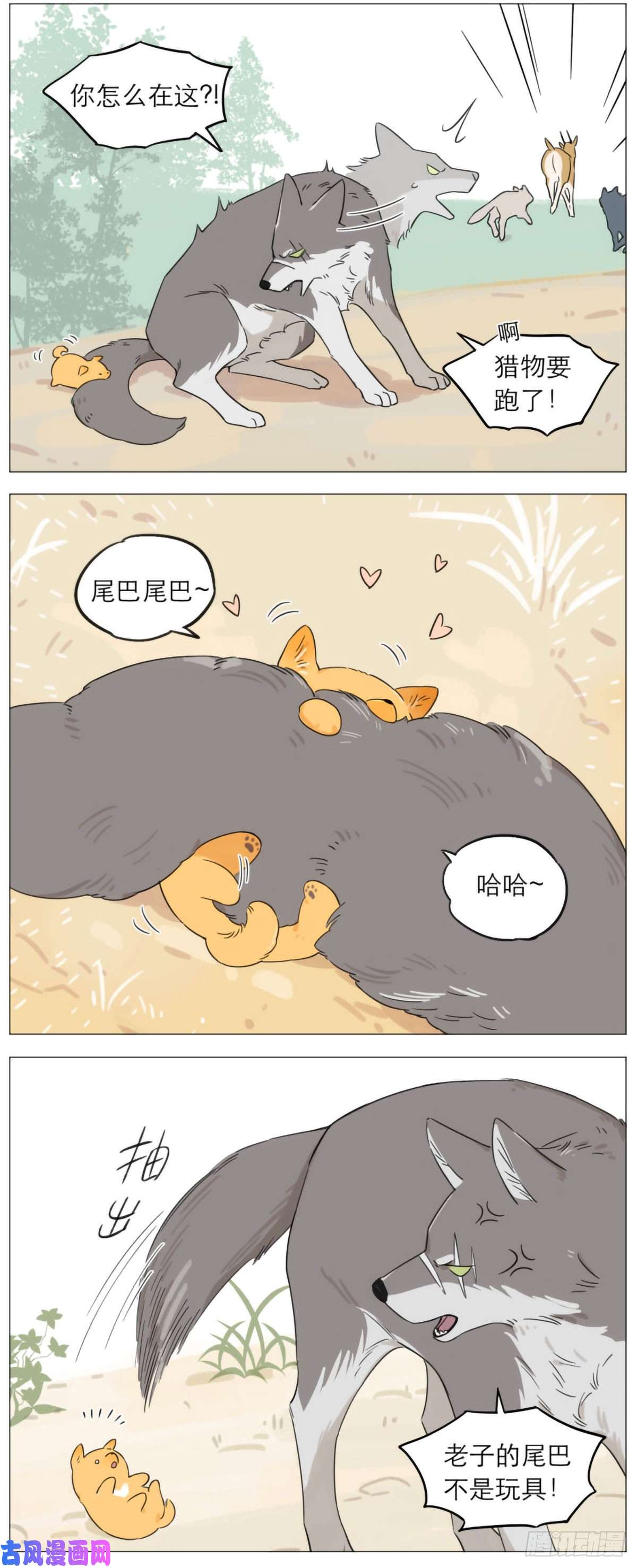 捡了东西的狼狼王的尾巴