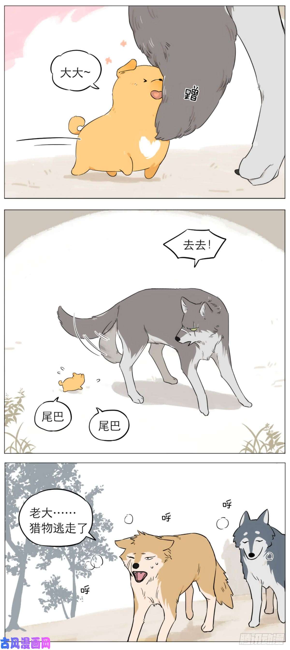 捡了东西的狼狼王的尾巴