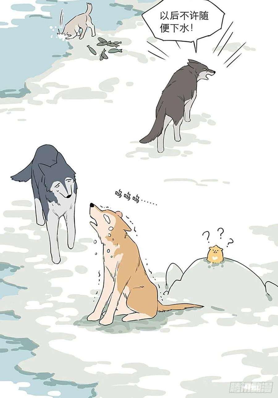 捡了东西的狼玩水