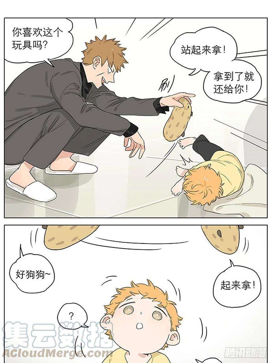 捡了东西的狼教走路。