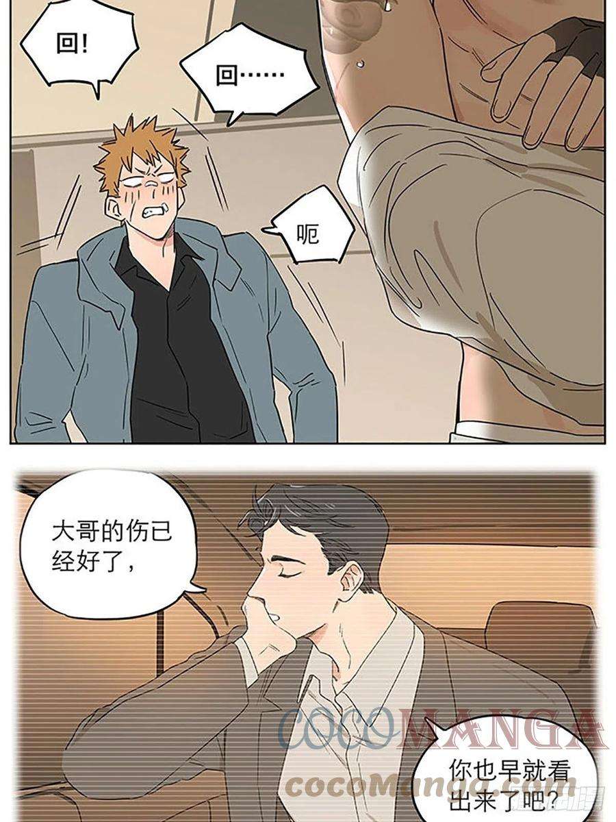 捡了东西的狼旧伤