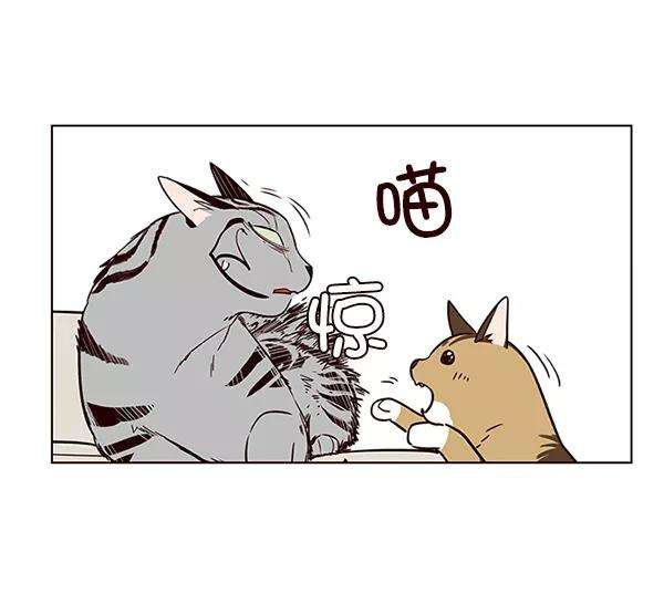 觉醒吧，铲屎官！7话