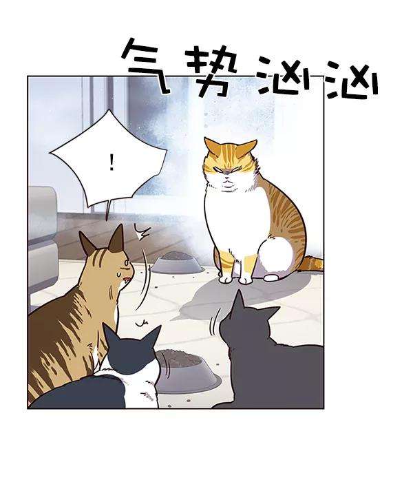 觉醒吧，铲屎官！9话