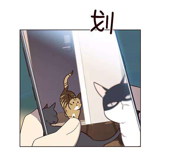 觉醒吧，铲屎官！11话