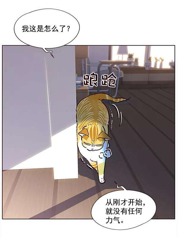 觉醒吧，铲屎官！11话