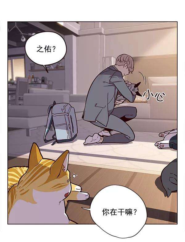 觉醒吧，铲屎官！11话