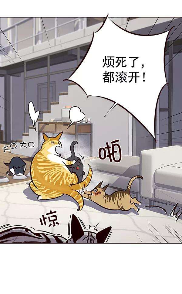 觉醒吧，铲屎官！37话