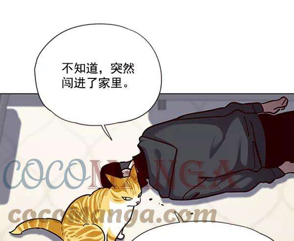 觉醒吧，铲屎官！58话