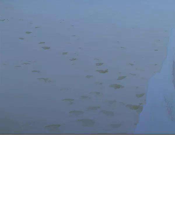 觉醒吧，铲屎官！169话