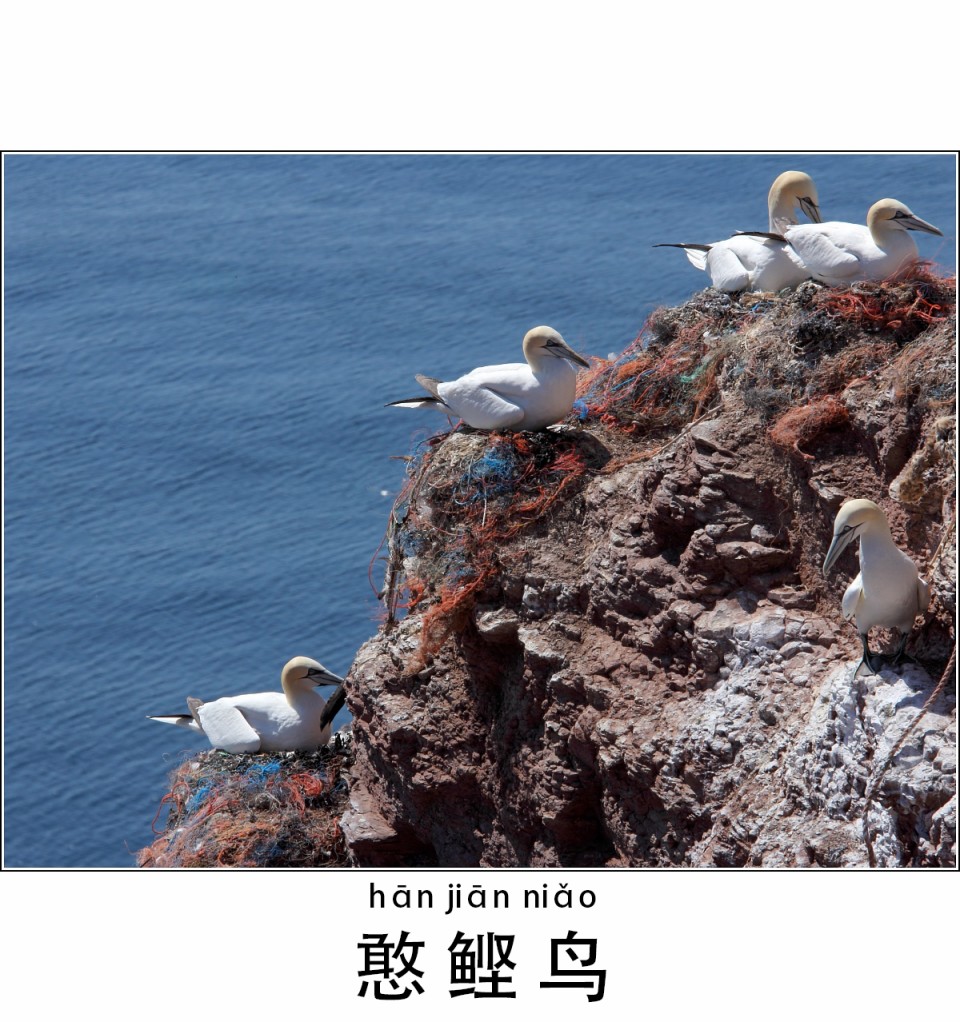 被海洋垃圾污染后的小美人鱼第54话