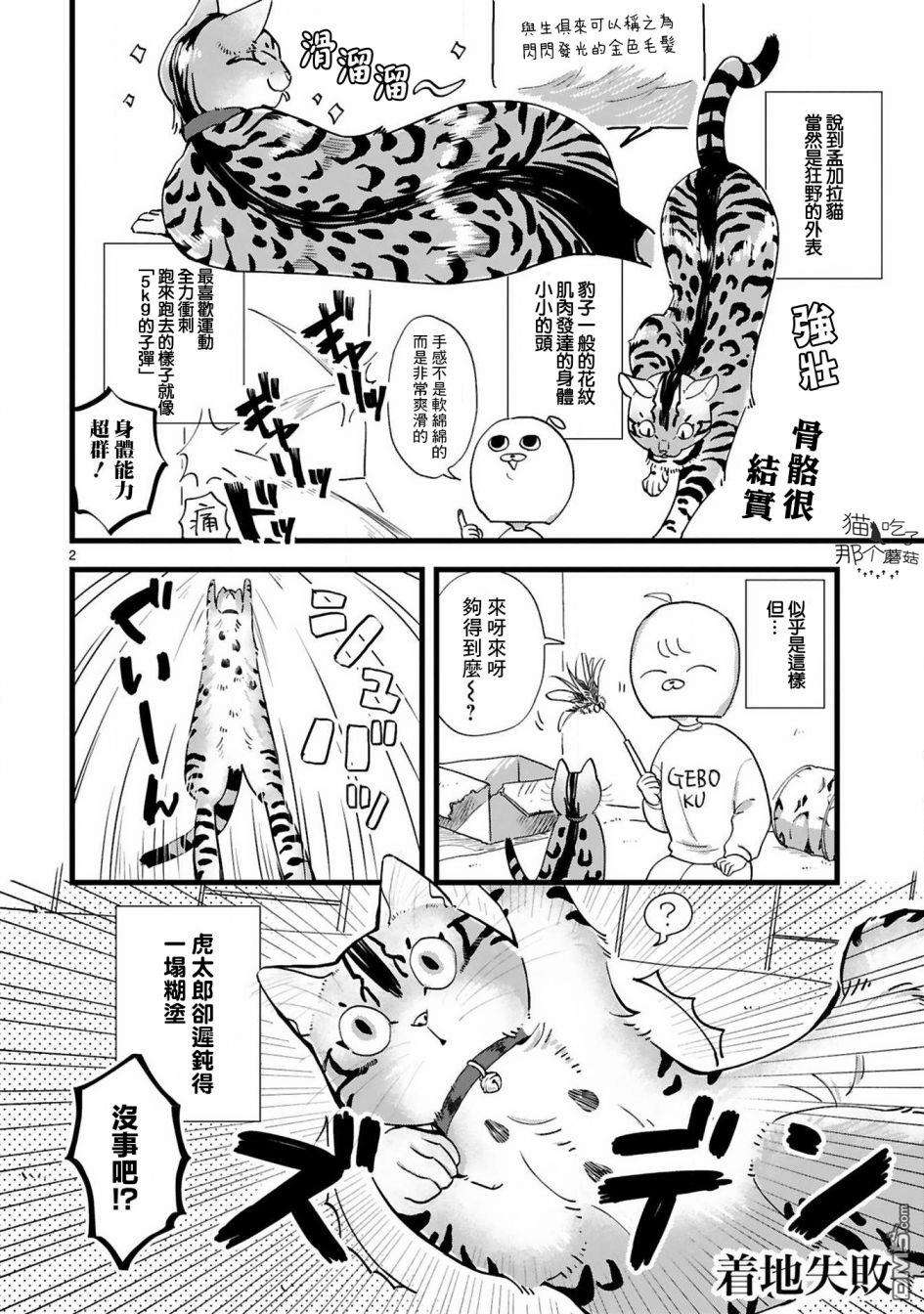 全世猫第4话