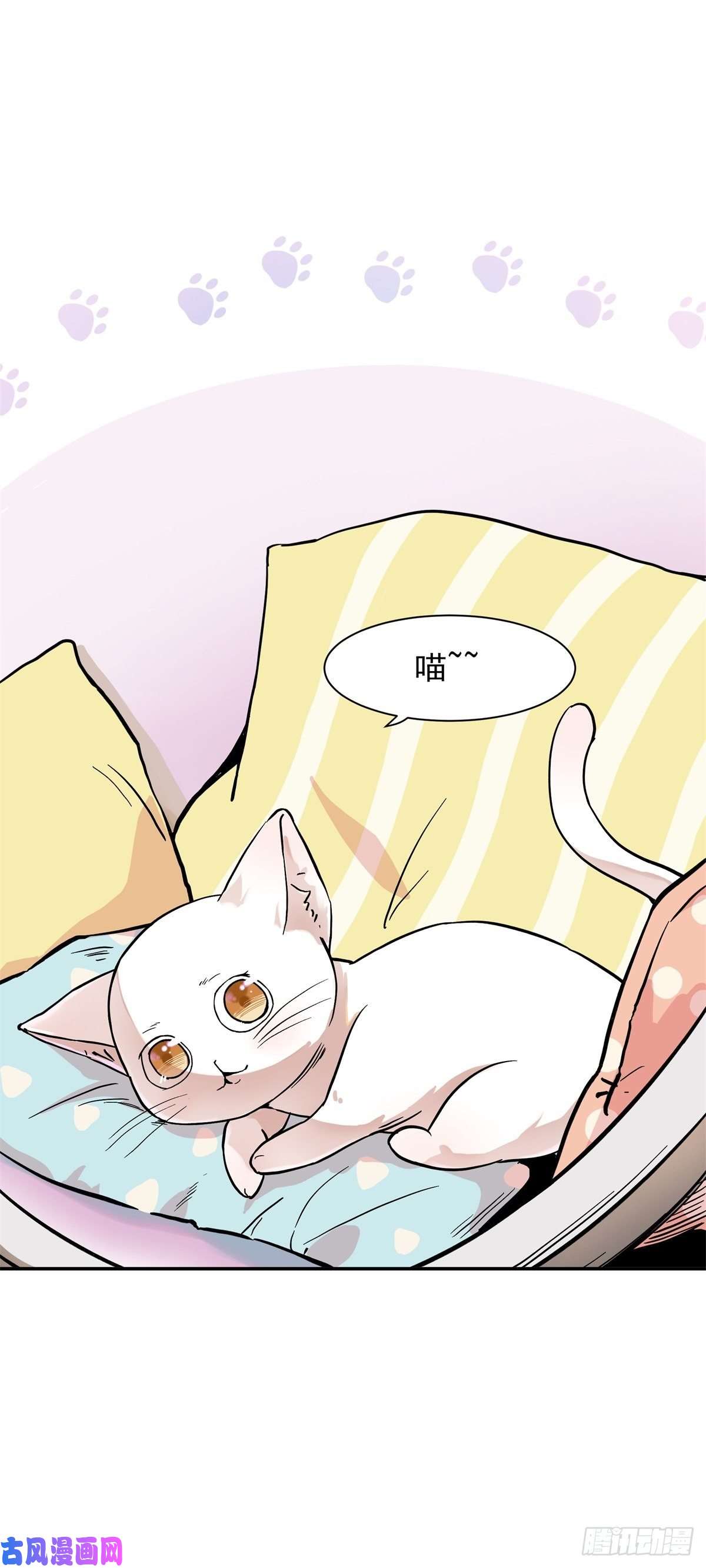 上仙，缺猫否？网红猫