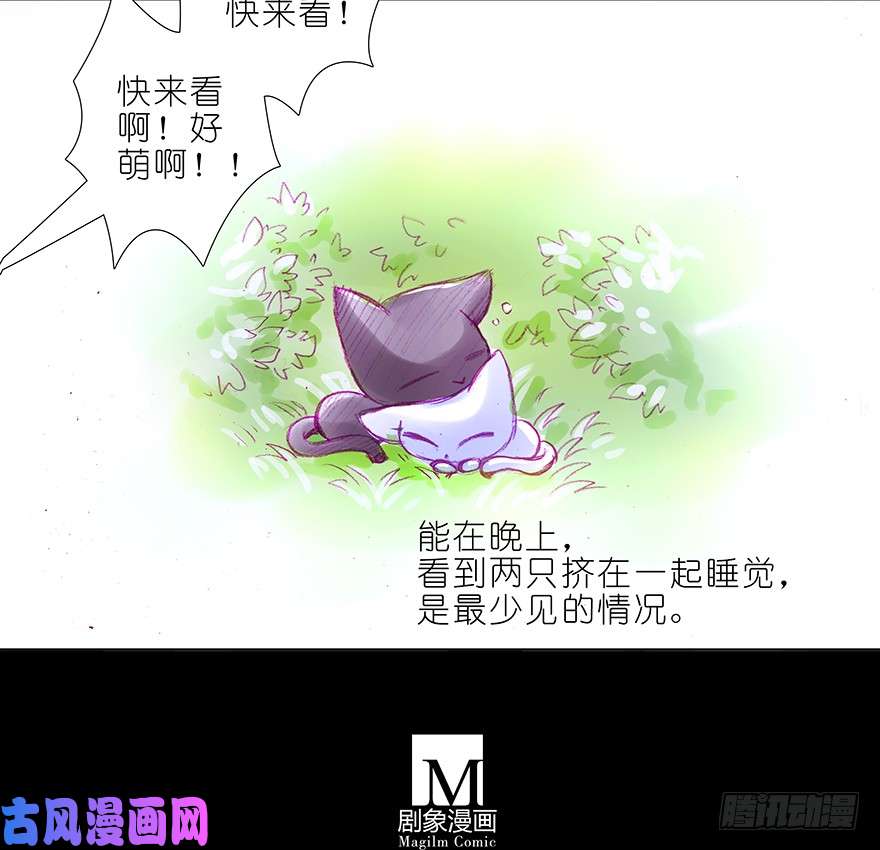 我家大师兄脑子有坑番外：忽然养只猫 六