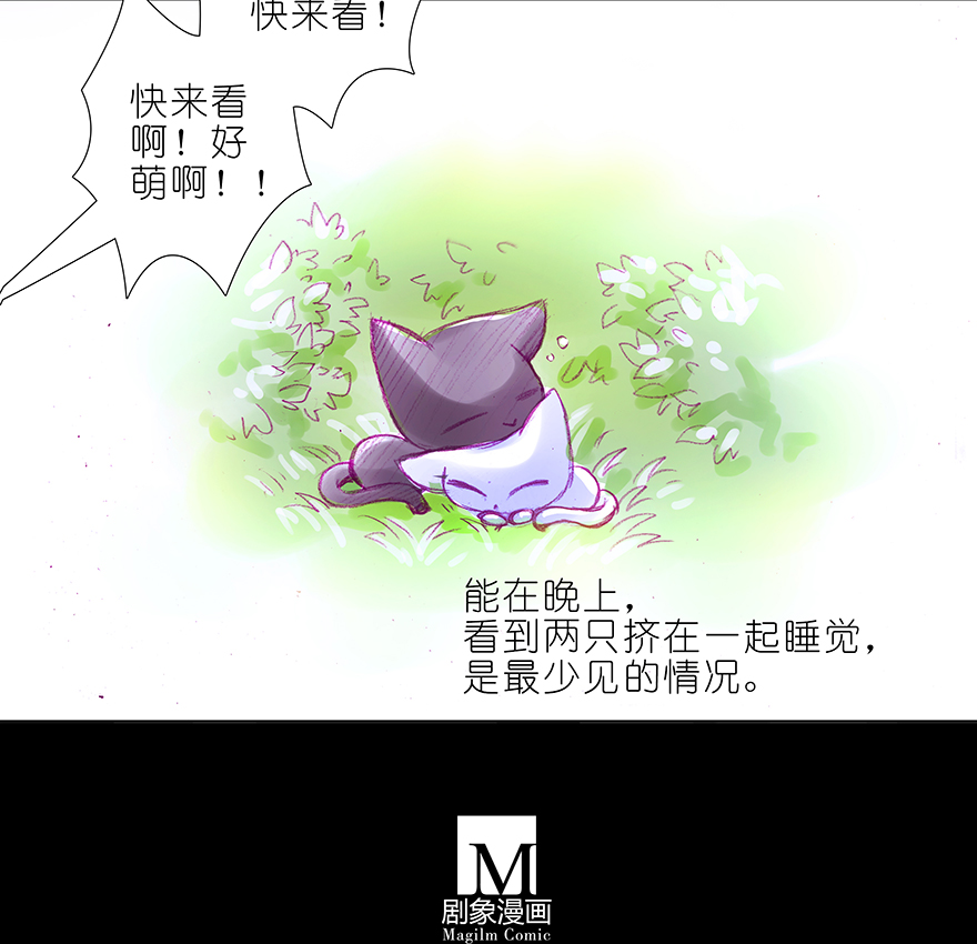 我家大师兄脑子有坑番外 番外：忽然养只猫 六